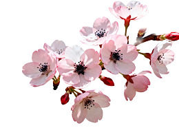 樱花枝头绽放的美丽花朵