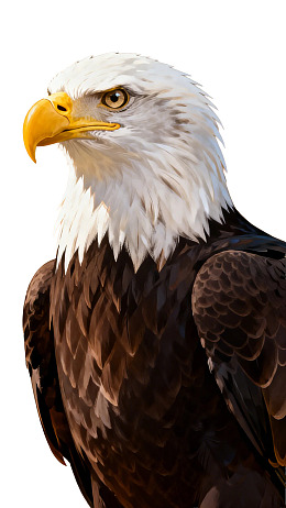 白头鹰特写展示锐利眼神