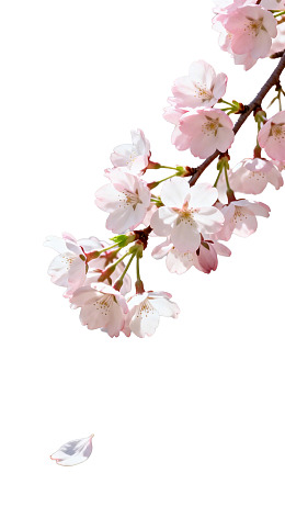 樱花枝头绽放花瓣飘落