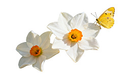 白花黄蝶相映成趣图片