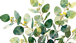 水彩风格桉树叶与小黄花