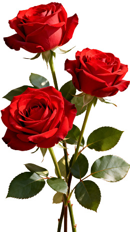 三朵鲜艳红玫瑰花束图片