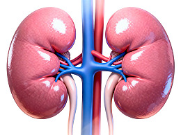 肾脏解剖结构示意图图片