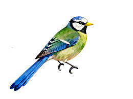 蓝山雀栖息姿态水彩画