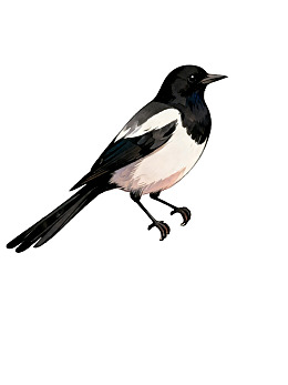 黑白相间的喜鹊栖息于纯白背景