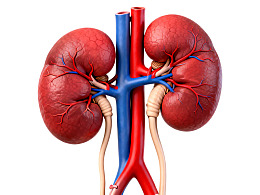 人体肾脏解剖结构示意图
