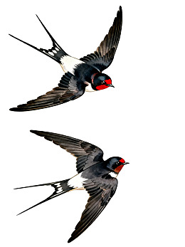 两只飞翔的燕子图片