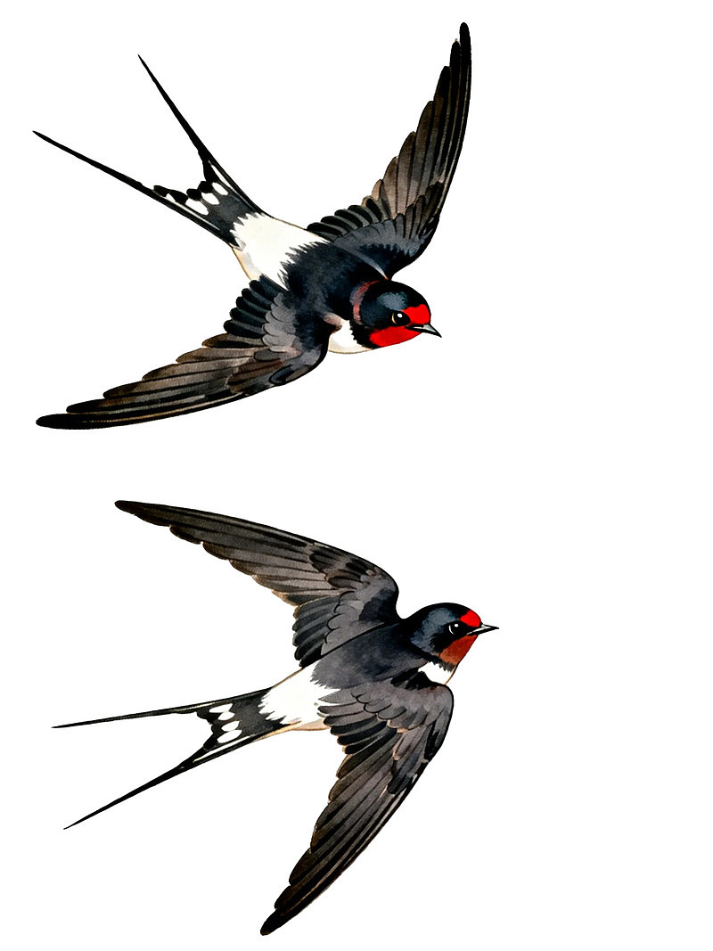 两只飞翔的燕子图片