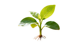 幼苗根系清晰展示图片