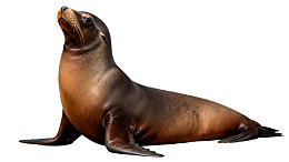 海狮仰头望向天空图片