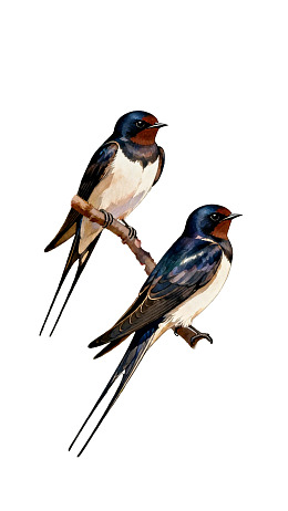 两只燕子栖息于枝头图片