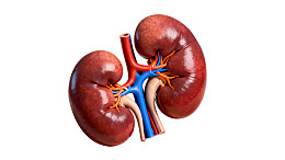 人体肾脏解剖结构示意图