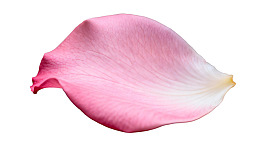 粉色花瓣特写图片