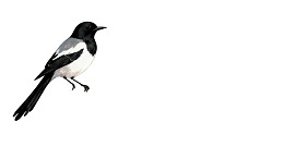 黑白喜鹊空中飞翔图片