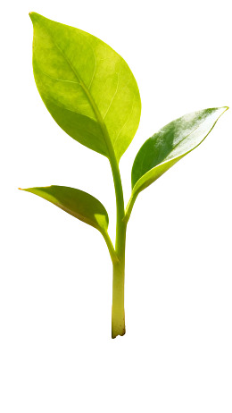 嫩绿新芽在白色背景中