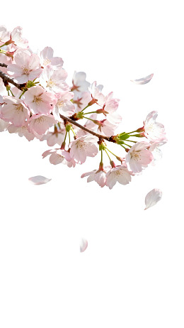 樱花枝头花瓣飘落图片