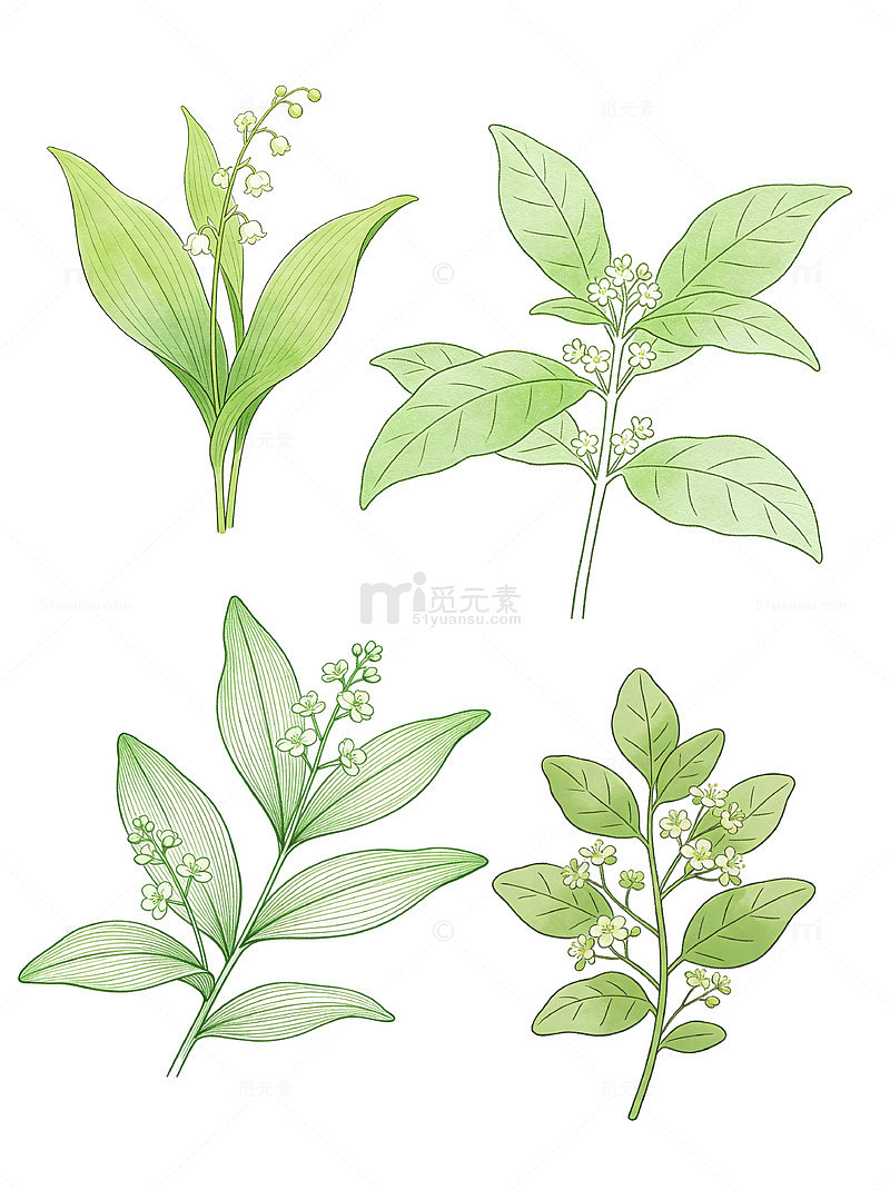 手绘卡通绿色植物花草铃兰文艺插画
