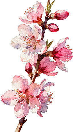 水彩绘桃花枝绽放图片