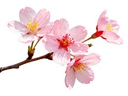 樱花枝头绽放粉嫩花朵