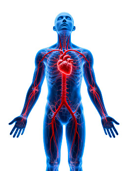 人体血液循环系统示意图
