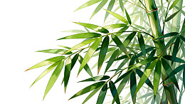 翠绿竹叶在白背景下的特写