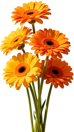 五朵橙黄色非洲菊的特写