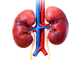肾脏解剖结构示意图图片