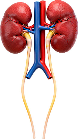 人体肾脏解剖结构示意图