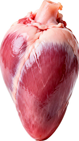 新鲜动物心脏特写图片