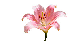 一朵盛开的粉色百合花