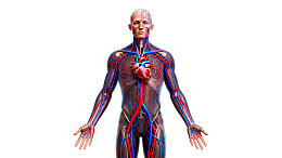 男性人体血液循环系统解剖图