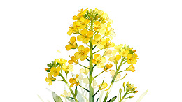 白色背景上的黄色油菜花