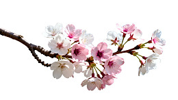 樱花枝头绽放美丽花朵