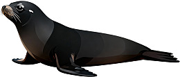 一只黑色海狮的侧面肖像