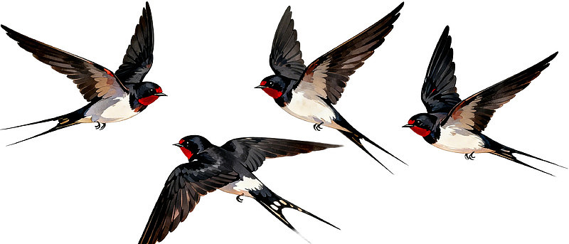 四只飞翔燕子的动态姿态