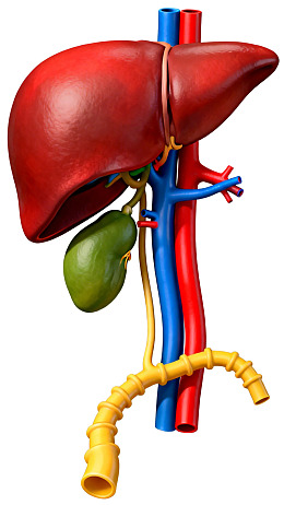 肝脏及胆囊解剖模型图