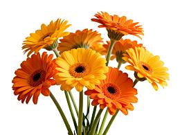 橙黄相间的雏菊花束图片