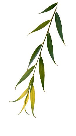 白色背景上的绿色枝叶特写