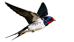 燕子飞翔姿态优雅图片