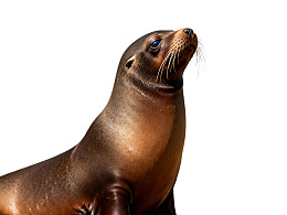 海狮仰头望向远方图片