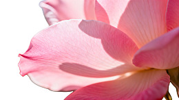 粉色玫瑰花瓣特写图片