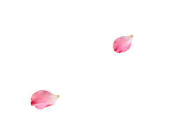 两片粉色花瓣漂浮于白色背景