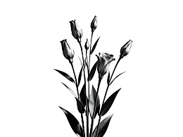 黑白光影中的花蕾与叶片