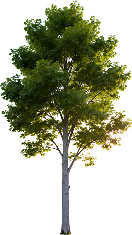 一棵枝繁叶茂的绿树图片