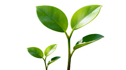 嫩绿幼苗生机勃勃图片