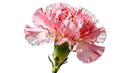 粉色康乃馨特写图片