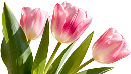 三朵粉红郁金香绽放图片