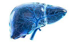 蓝色肝脏解剖图图片