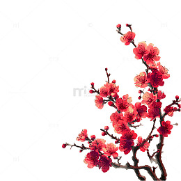 梅花盛开绽放生机