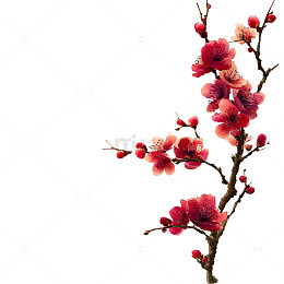 梅花盛开春天花卉素材